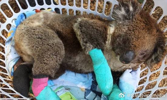 澳大利亚野火后艰难抉择，扑杀750只考拉以保护生态平衡